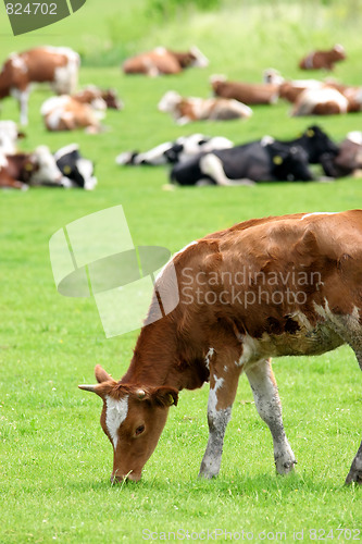 Image of cows 