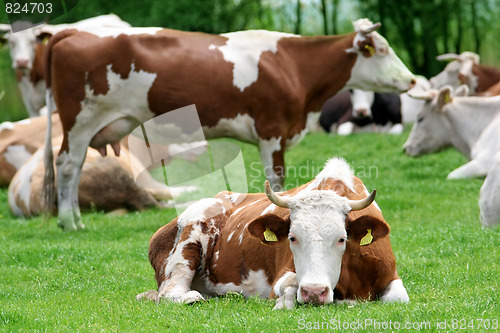 Image of cows 