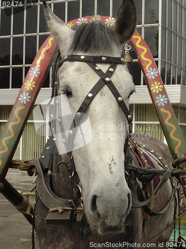 Image of Harnessed horse