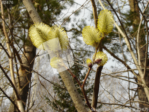 Image of Pussy-Willow