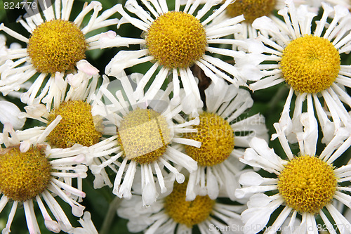 Image of chamomile 