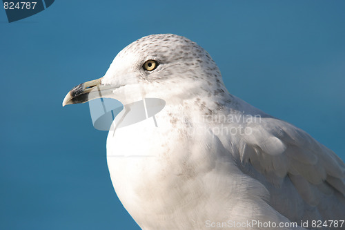 Image of seagull 