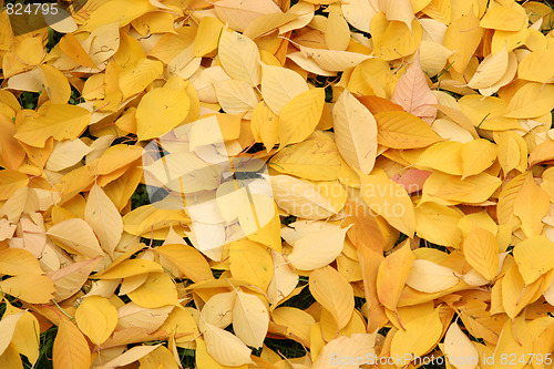 Image of autumn leaves 