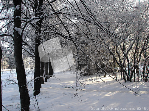 Image of Tree perspective