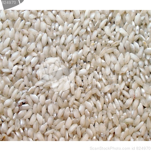 Image of Rice