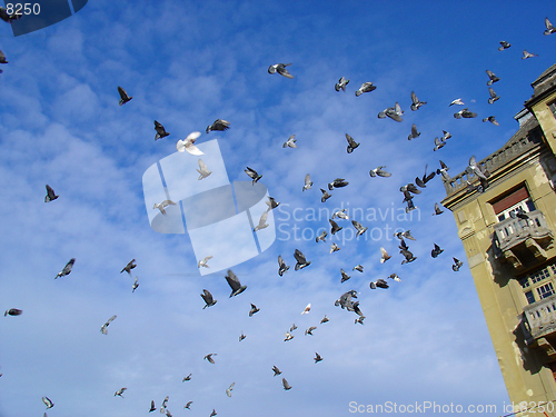 Image of Flying Pigeons