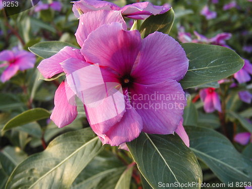 Image of The Pink