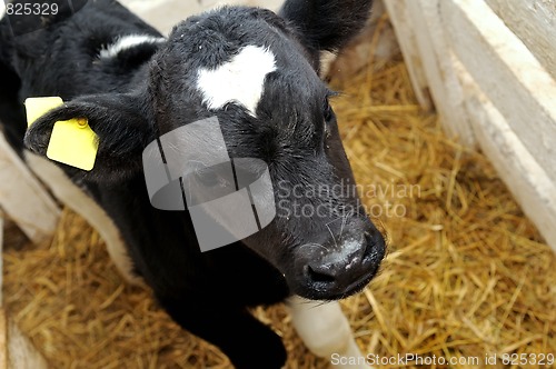 Image of cow calf in box with hay