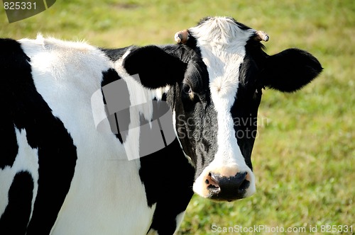 Image of close-up view of horned cow