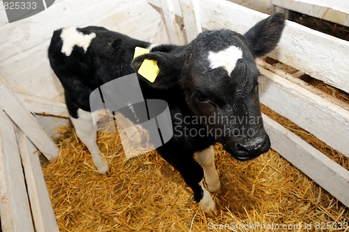 Image of little cow calf in box with straw