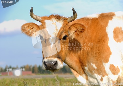 Image of young horned cow on the grassland