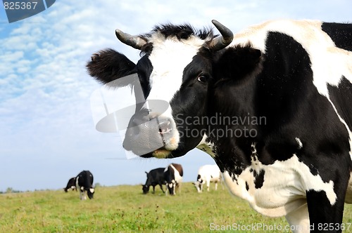 Image of milch cow on green grass pasture