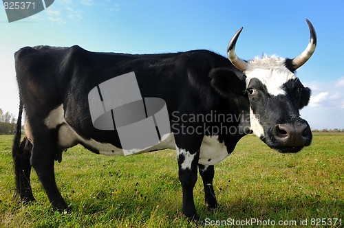 Image of black milch cow on green grass pasture