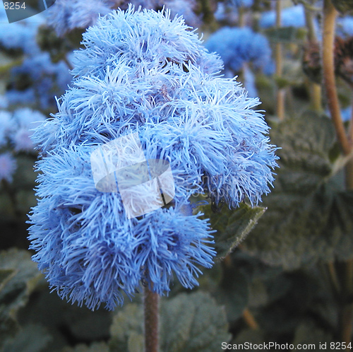 Image of Flower