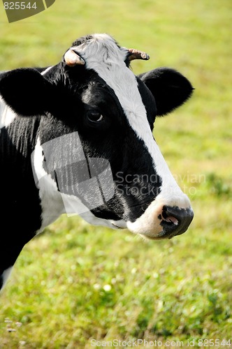 Image of head of a horned cow over pasture