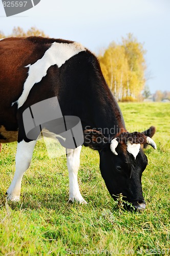 Image of cow grazing on green pasture