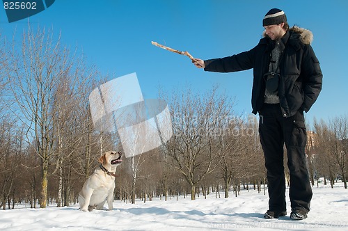 Image of training a retriever labrador dog