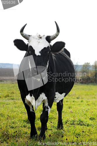 Image of horned cow on green pasture