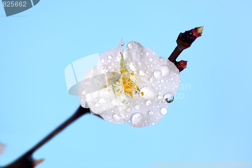 Image of Flowering of an apricot