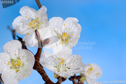 Image of Flowering of an apricot