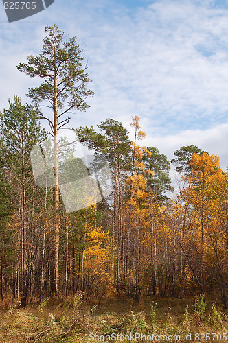 Image of Autumn forest