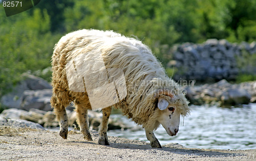 Image of sheep drinking water from lake