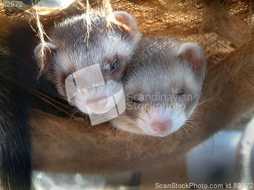 Image of Happy Ferrets