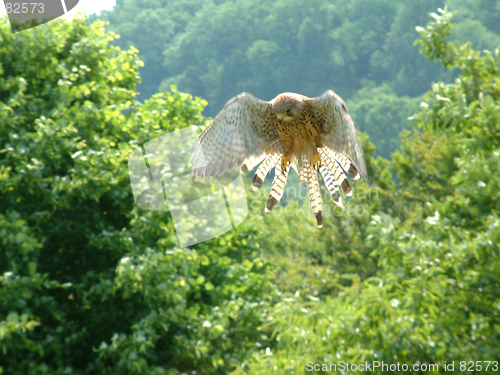 Image of Hovering Hawk