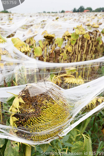 Image of sunflowers