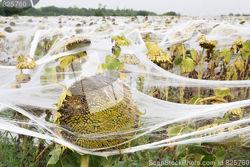 Image of sunflowers