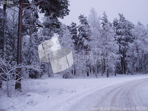 Image of Snowcovered Swedish forest by road side