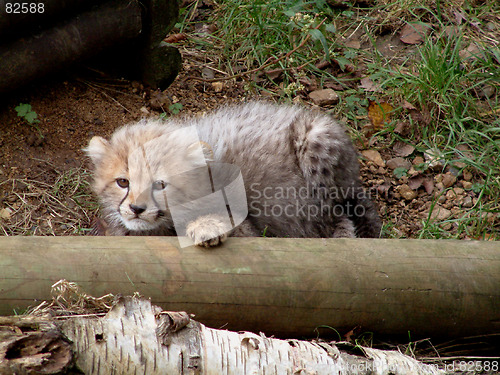 Image of Stalking Cheetah