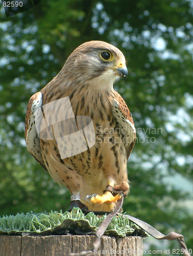 Image of Hawk