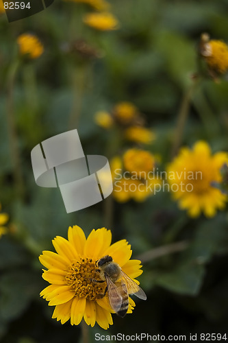 Image of Honey Maker