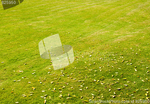 Image of green grass