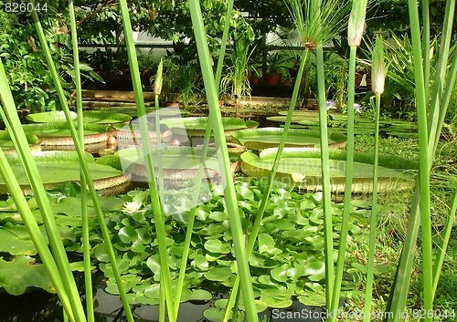 Image of watery plants