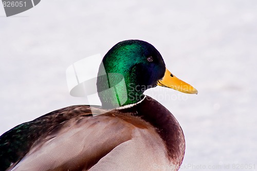 Image of male mallard