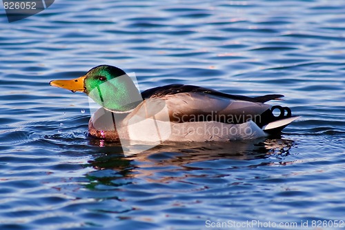 Image of drinking mallard