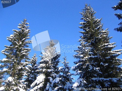 Image of Treetops with snow