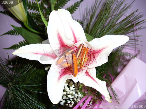 Image of flower