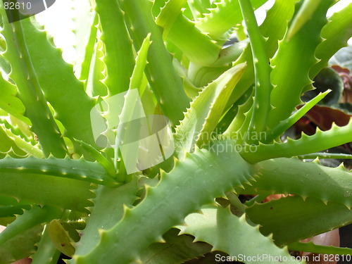 Image of Aloe