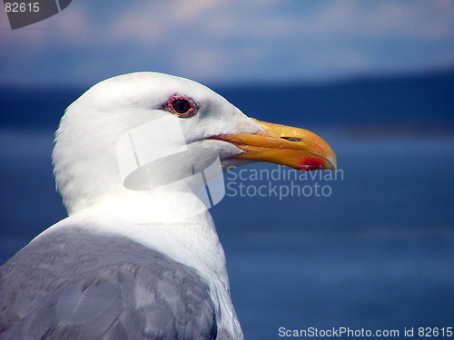 Image of Seagull