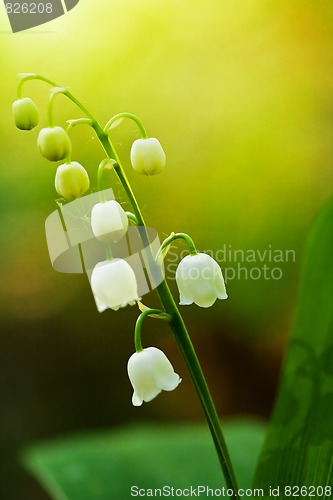 Image of Lily of the valley