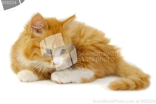 Image of Kitten