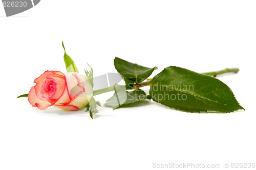 Image of Rose