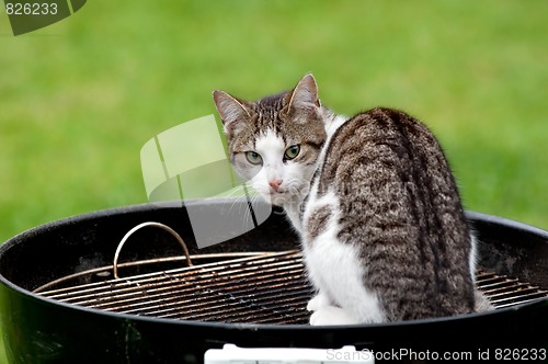 Image of Cat on grill