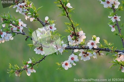 Image of Spring tree