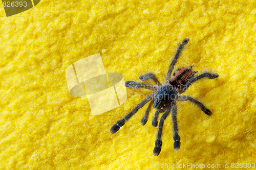 Image of Spider