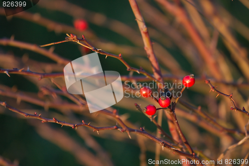 Image of Rosehips