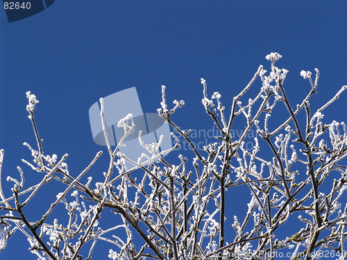 Image of winterwonder 2